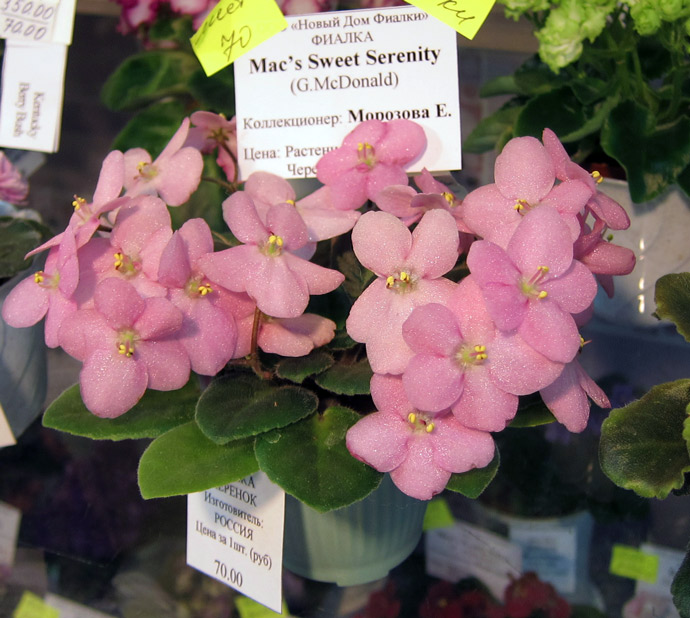 Mac's-Sweet-Serenity.jpg