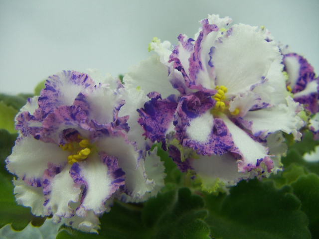 ЛЕ-Анастасия.JPG