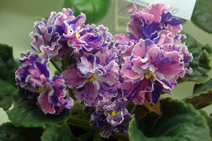 Аксенкина-ЛЕ-Розмари.jpg