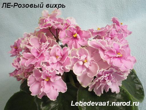 ЛЕ- Розовый вихрь 16.05.09 (13) 20-20 текст.JPG