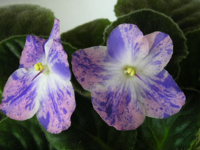 P1010077.JPG