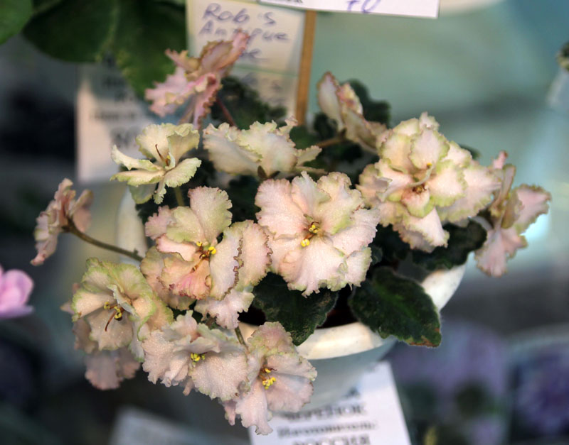 Rob's Antique Rose