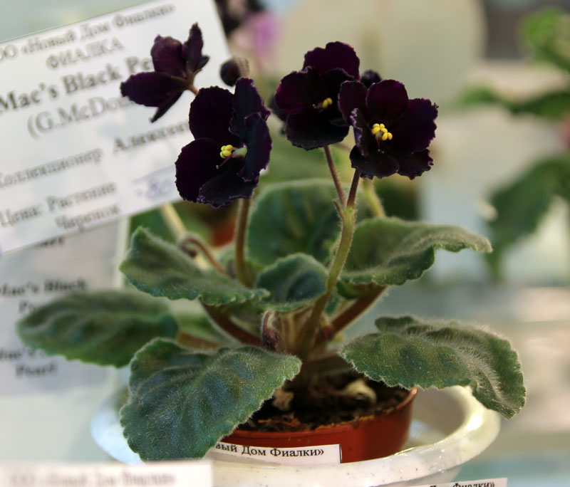 Mac's Black Pearl, колл. Ж. Алексеева