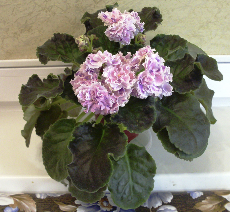 ЛЕ-Айседора