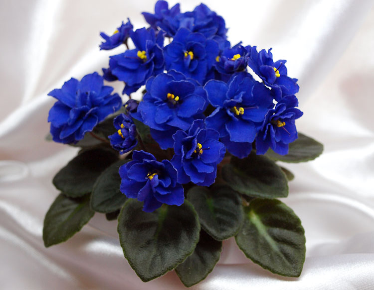 Blue Blazes.jpg