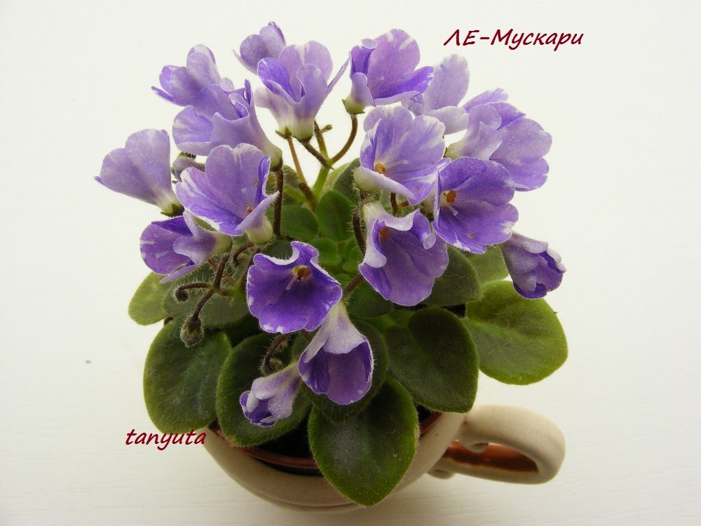 DSCF0072.JPG