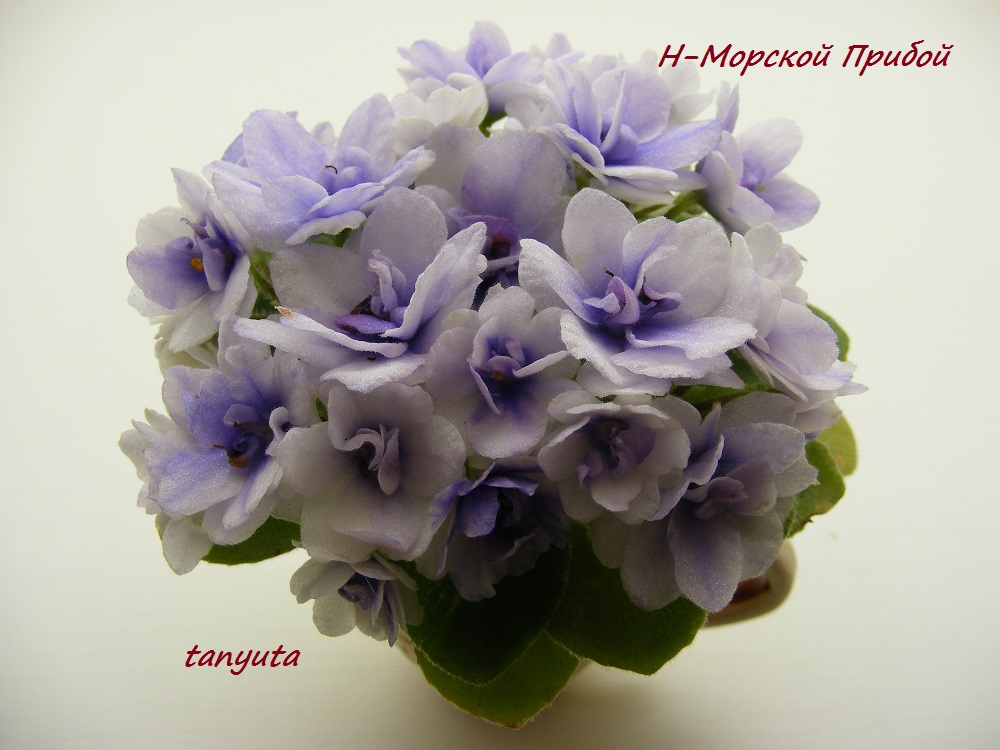 DSCF0130.JPG