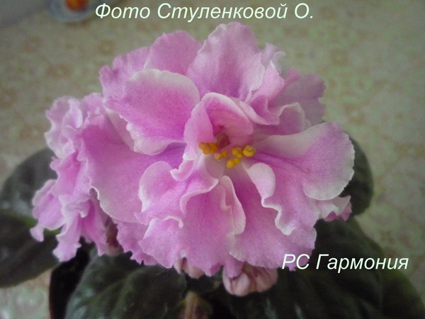 РС Гармония.JPG