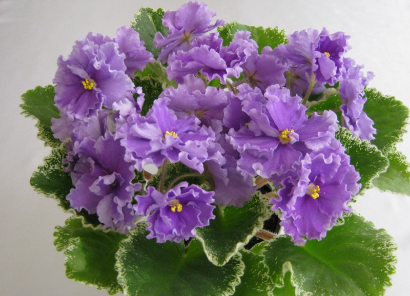 ЛЕ-Грёзы Султана.JPG
