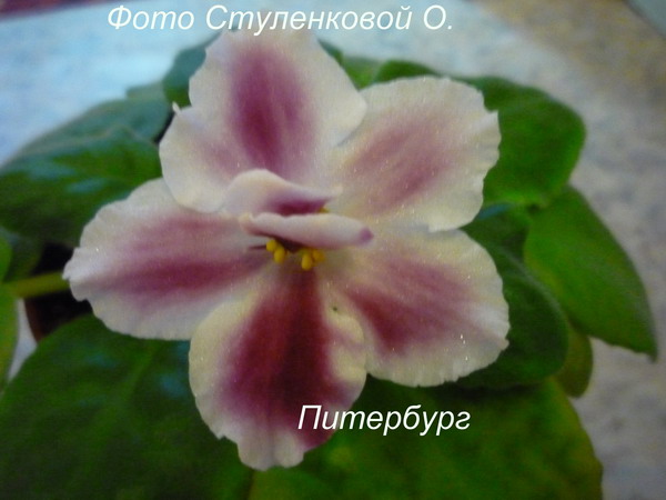 Питербург.jpg