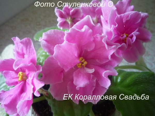 ЕК Коралловая Свадьба.JPG
