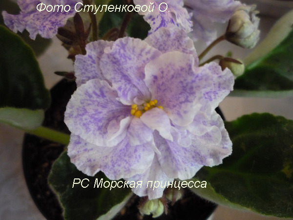 РС Морская Принцесса.jpg