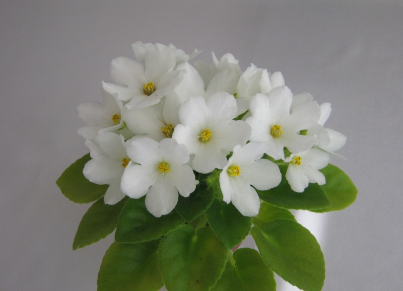 Н-Маргарита.JPG