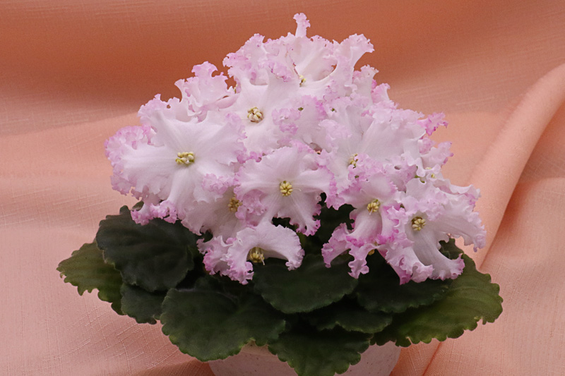 ЛЕ-Поцелуй Ангела