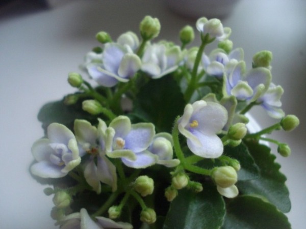 DSC024731.JPG