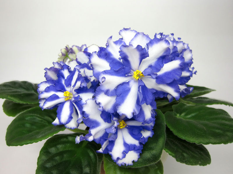 химера Jenny's Delight (спорт от Arctic Frost).jpg