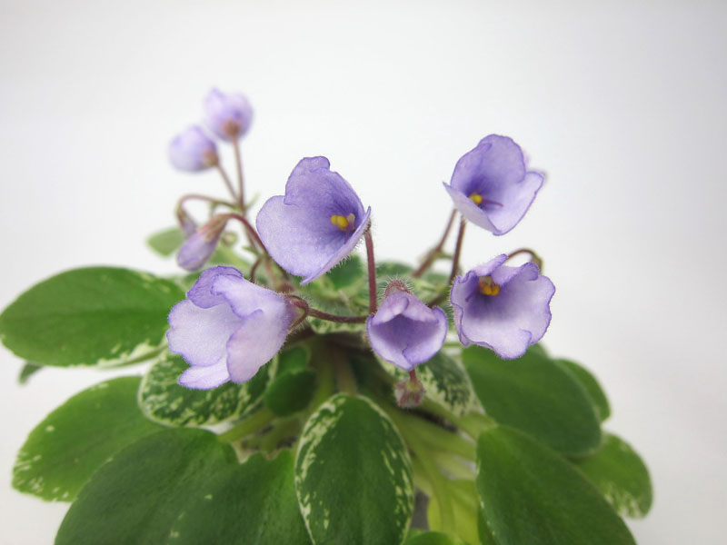 Sky Bells 1.jpg