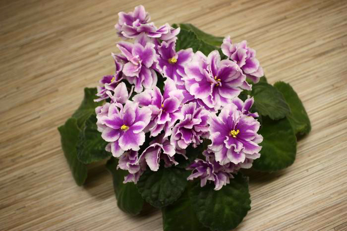 ЛЕ-Фуксиевая Балерина.jpg