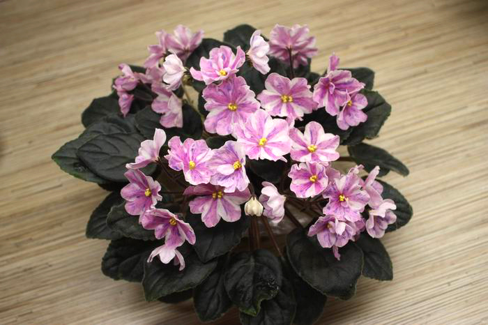 Nes`s Spring Blush.jpg