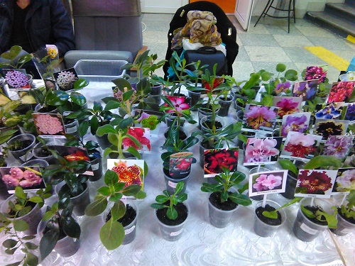 IMG_20151129_093832.jpg