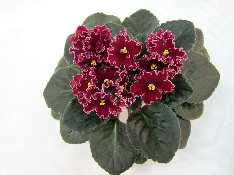 Lyon's Red Rocket (P.SoranoLLG) Колл. М.Тюрина.JPG