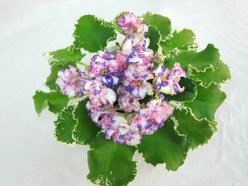 ЛЕ-Тристан (Е.Лебецкая) Колл. И.Данилина.JPG