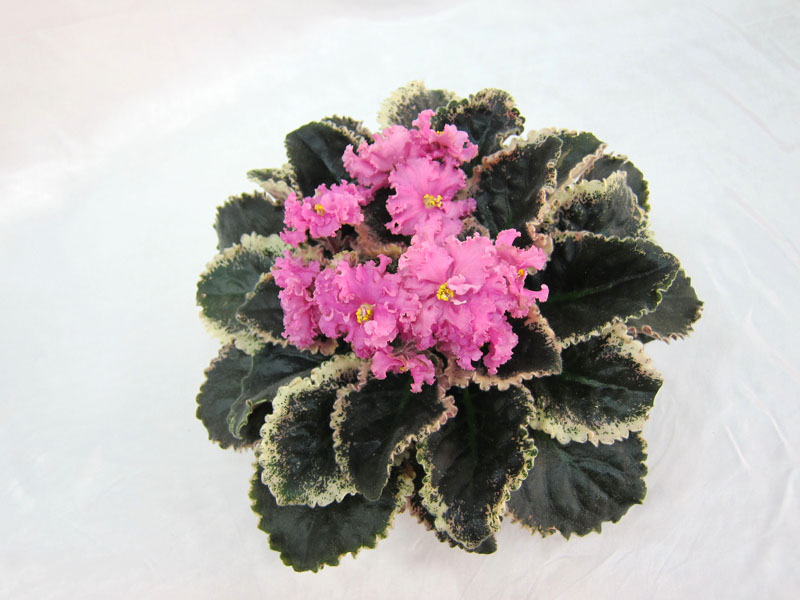 .Dolores' Raspberry Sundae (D.Harrington) Колл. И.Хромова.JPG