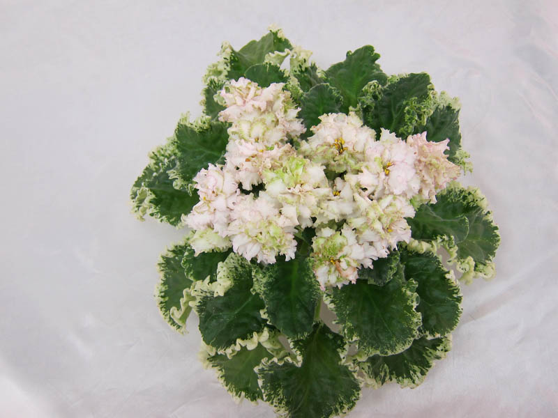 ЛЕ-Ирландская Зима (Е.Лебецкая) Колл. Л.Галицкая).JPG