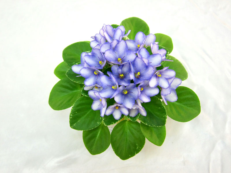 Н-Игра в Бисер (Н.Бердникова) Колл. М.Нестерова.JPG