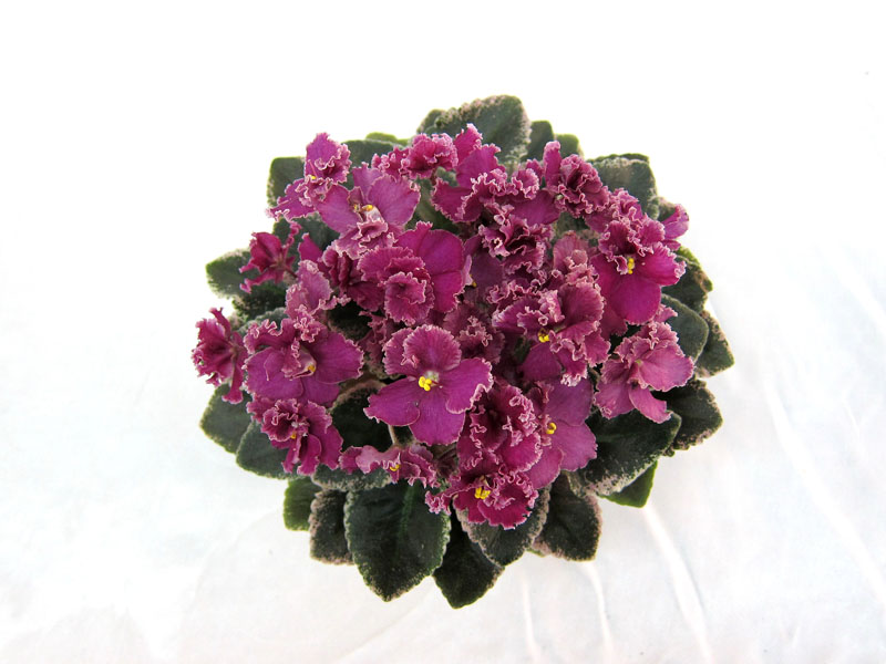 Jolly Frills (H.Pittman) Колл. Н.Старостенко.JPG