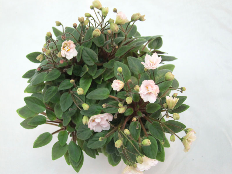 Pink Mint (S.Sorano) Колл. Н.Старостенко.JPG