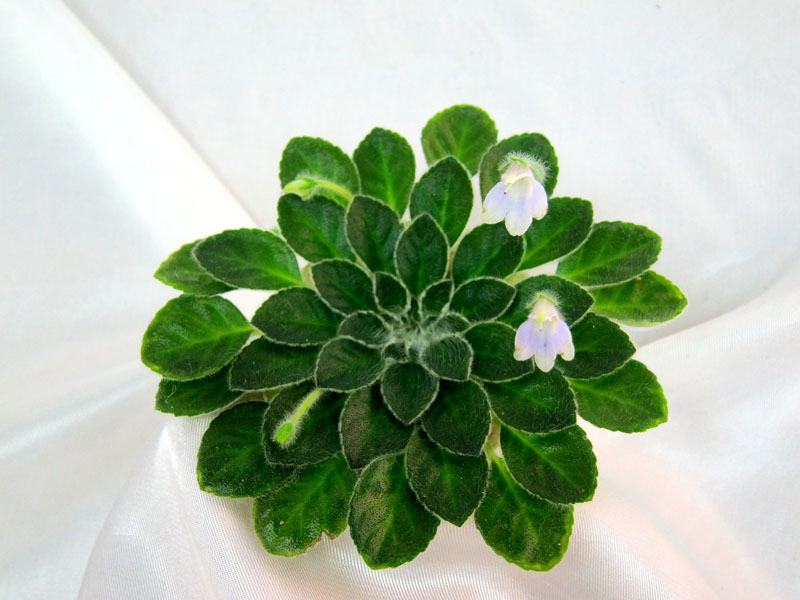 Petrocosmea 'Rosemary Platz' Колл. И.Милехин.JPG