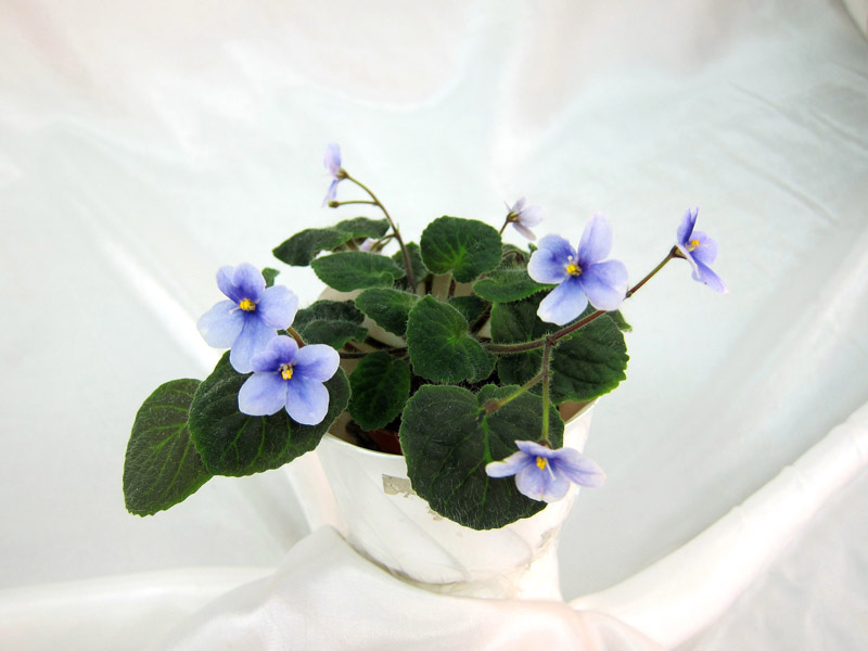 S.velutina lite Колл. М.Карпова.JPG