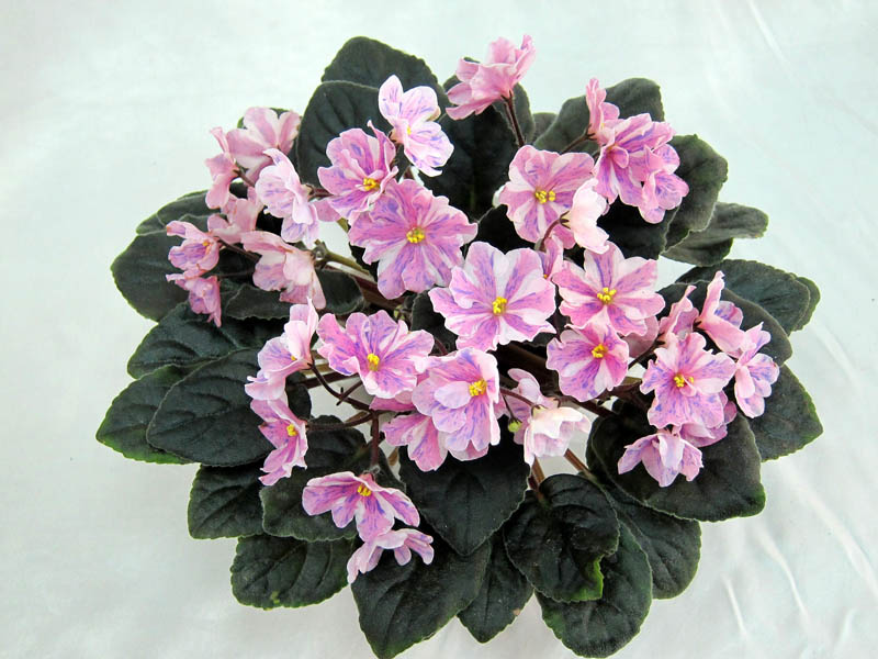 Ness' Sping Blush (D.Ness) Колл. Е.Плессер.JPG