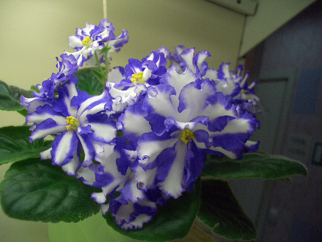 Jenny's Delight. М.Карпова.JPG