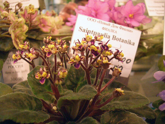 Saintpaulia Botanika. Е.Лебецкая.JPG