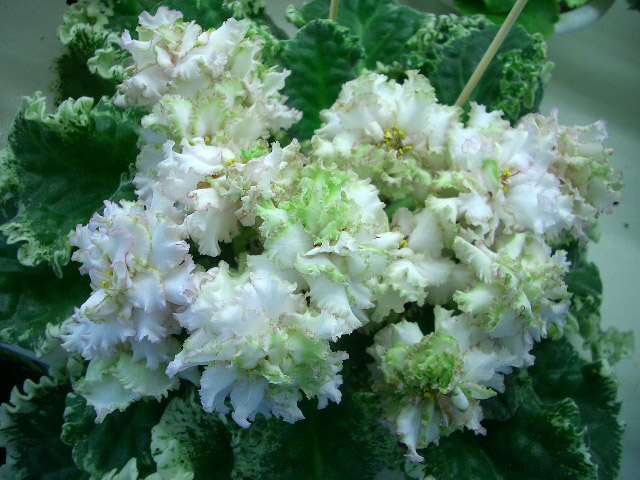 ЛЕ-Ирландская Зима. Л.Галицкая.JPG