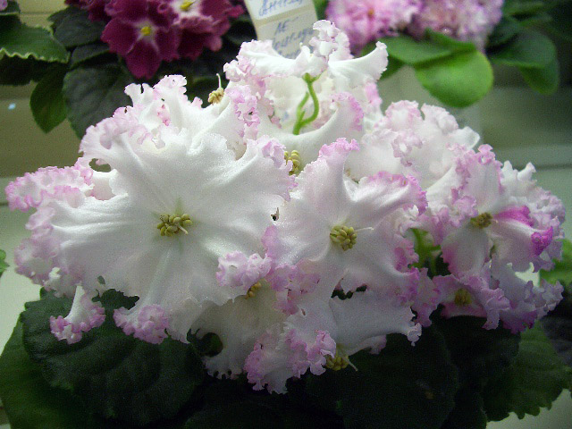 ЛЕ-Поцелуй Ангела. Т.Копейкина.JPG