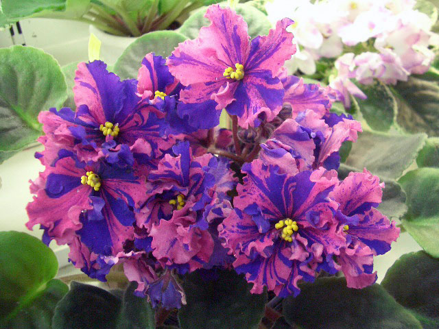 ПТ-Руфина. И.Данилина.JPG