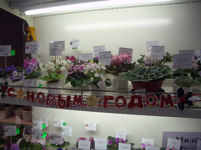 CIMG0251.JPG