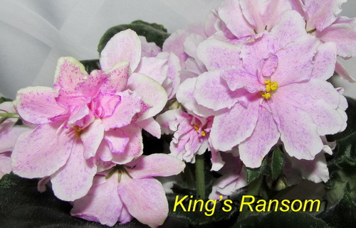 King’s Ransom22.jpg