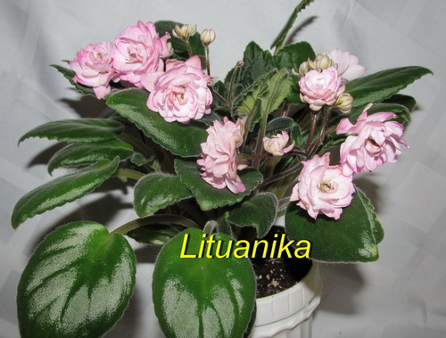 Lituanika12.jpg
