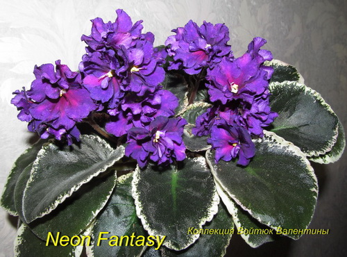 Neon Fantasy1.jpg