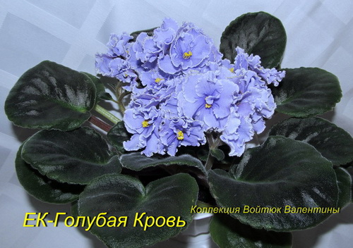 ЕК-Голубая Кровь1-роз.jpg