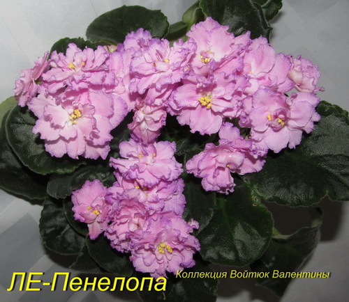 ЛЕ-Пенелопа1.jpg