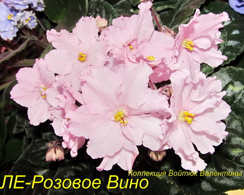 ЛЕ-Розовое Вино12.jpg