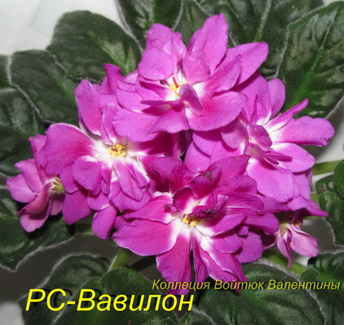 РС-Вавилон-роз1.jpg