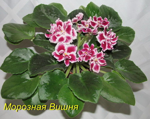 Морозная Вишня1.jpg