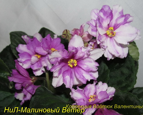 НиЛ-Малиновый Ветер1.jpg