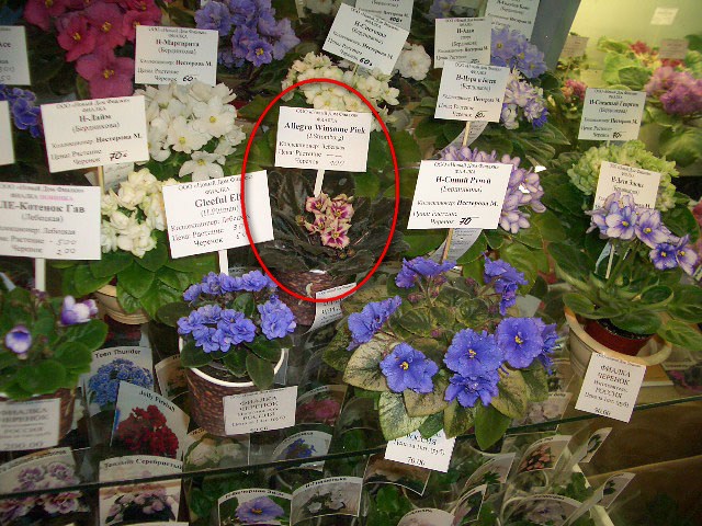 непонятненько2.jpg